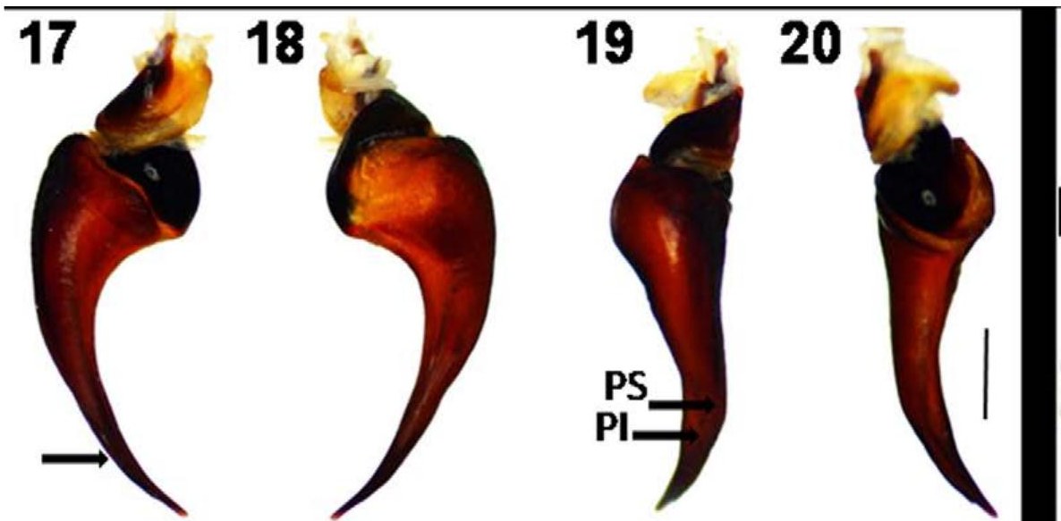 Male palp
