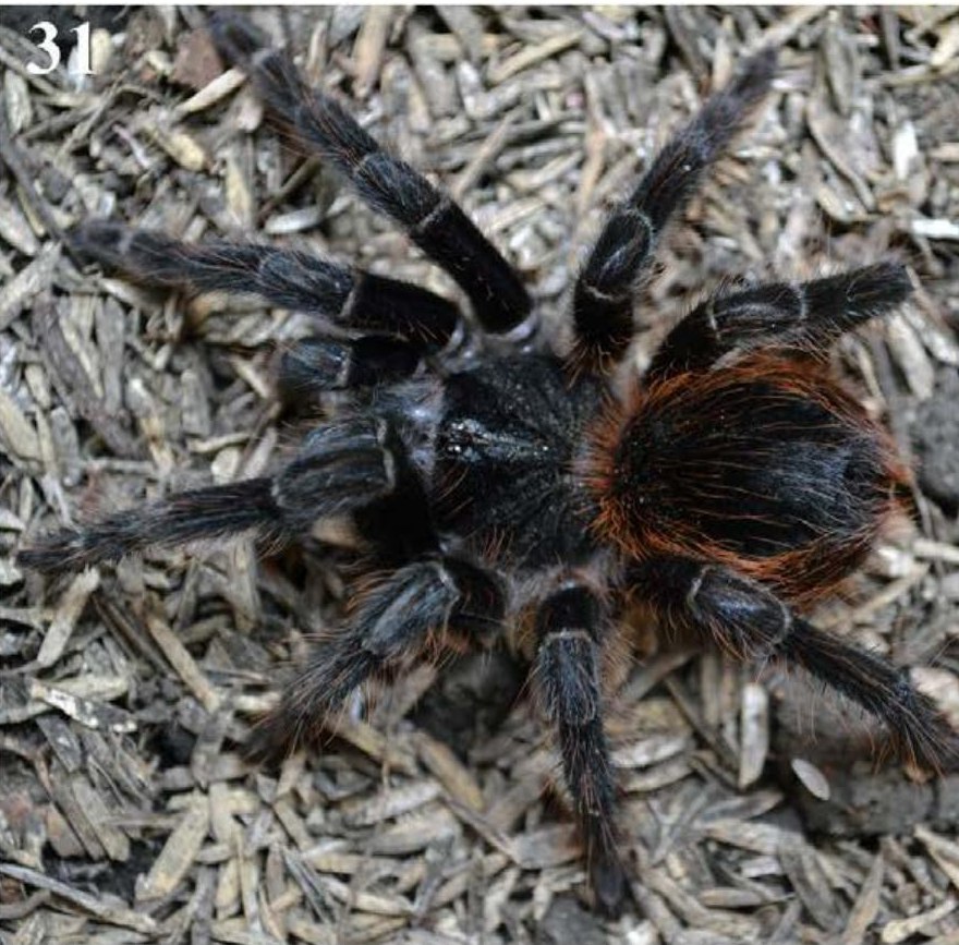 Female