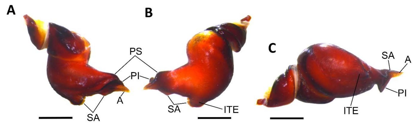 Male palp