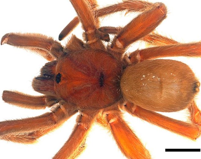 Anoploscelus lesserti
