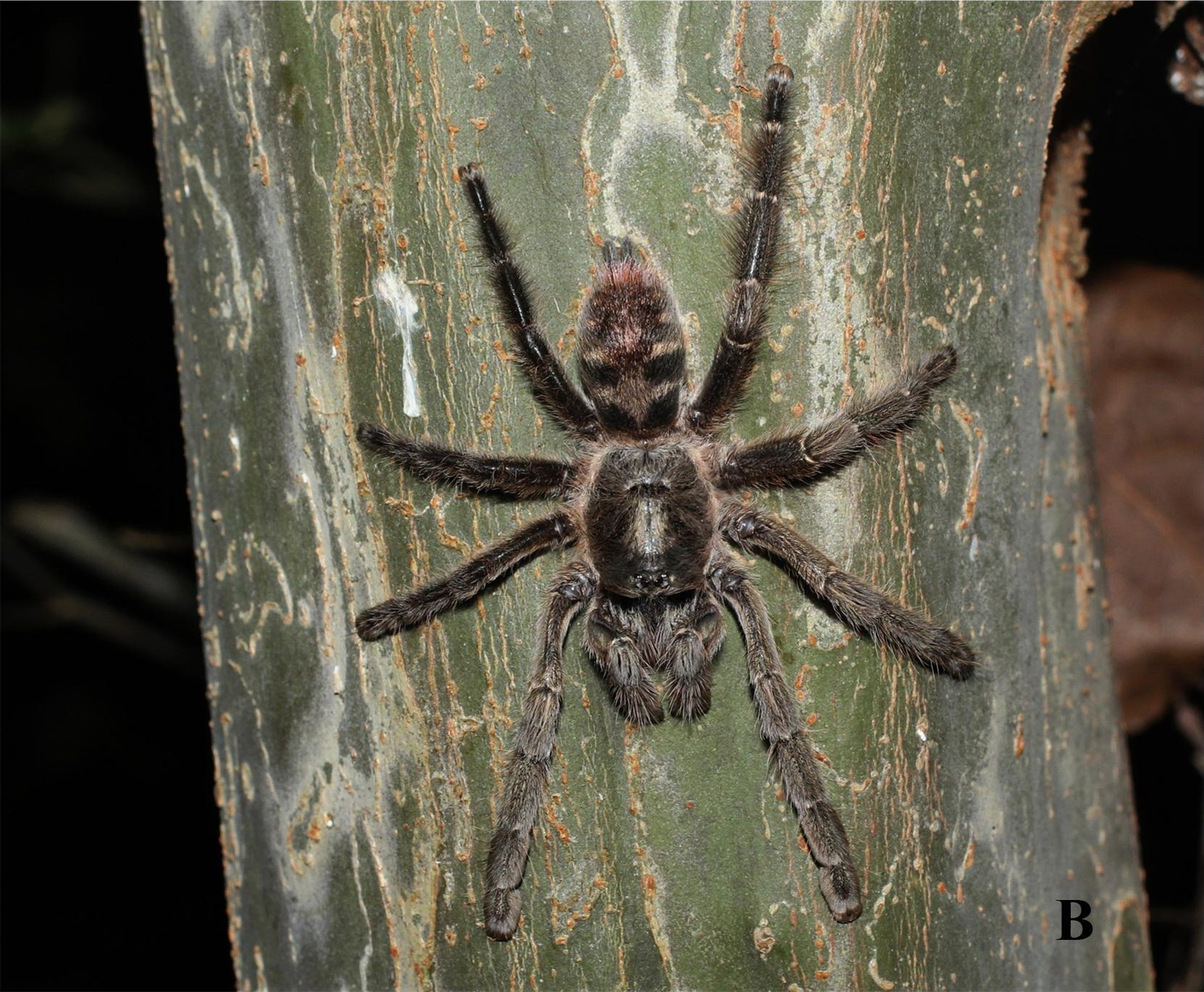 Female