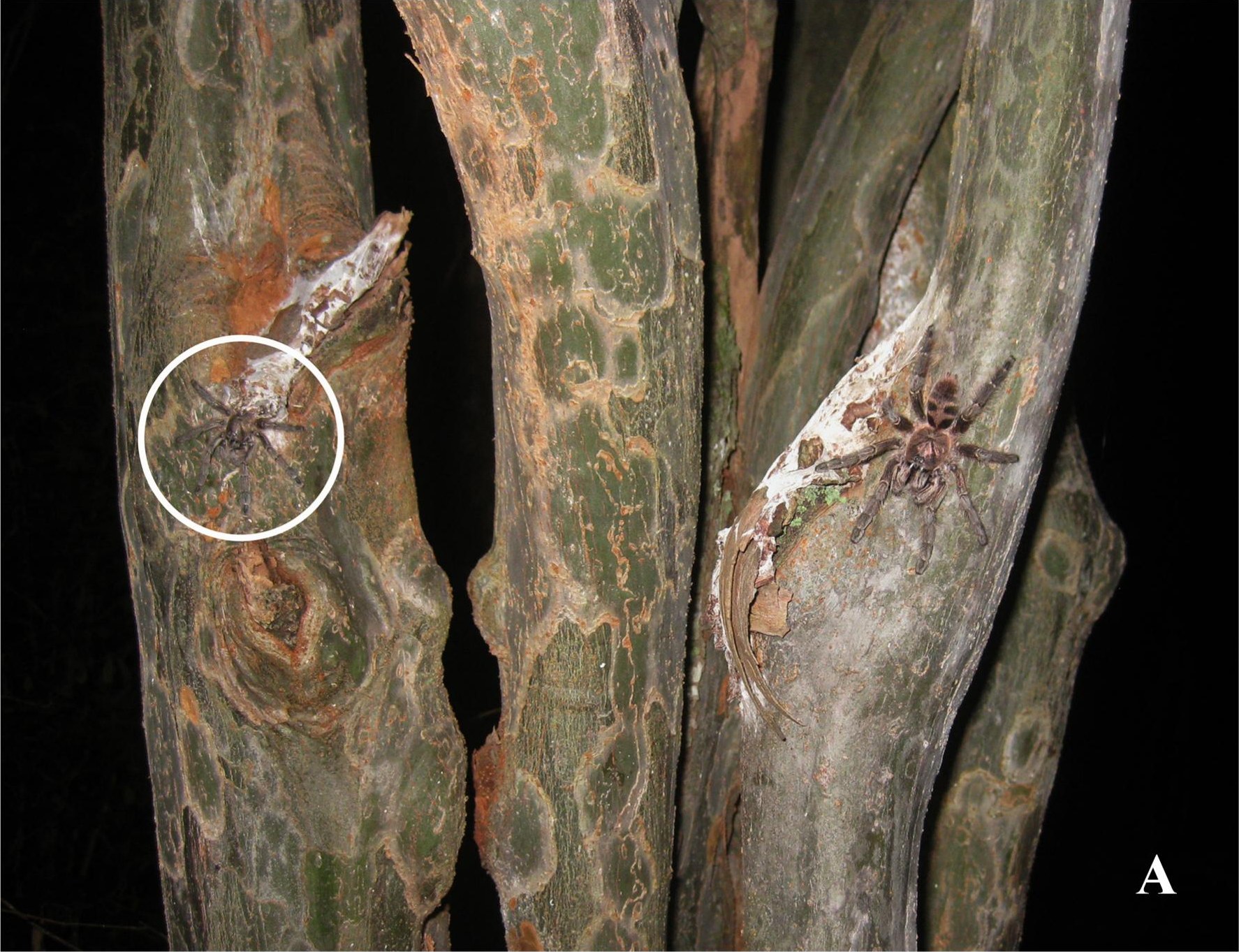 Habitat