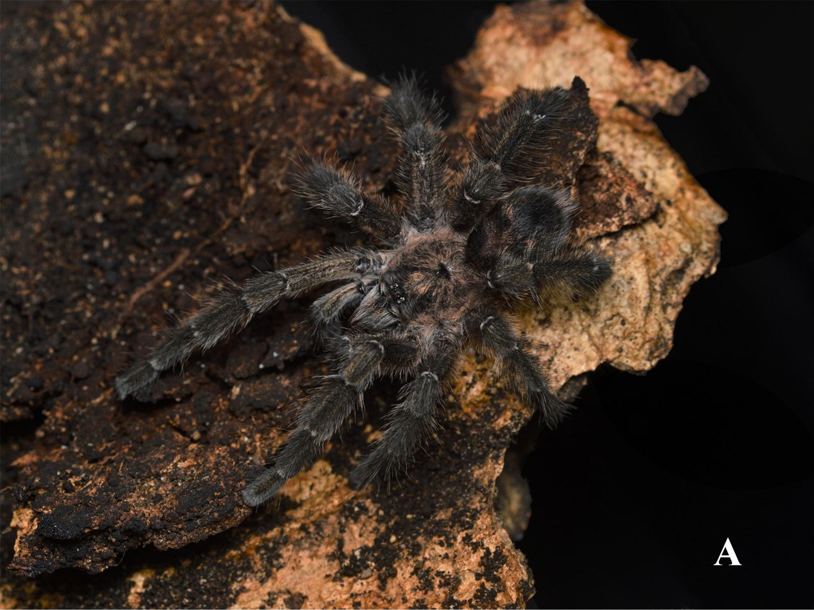 Male