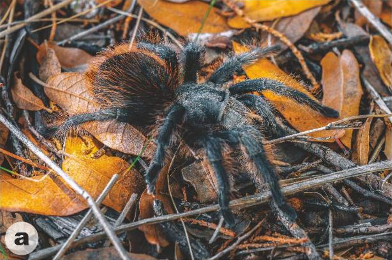 Female