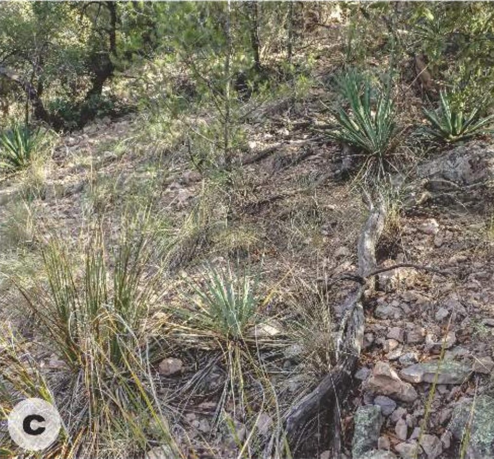 Habitat