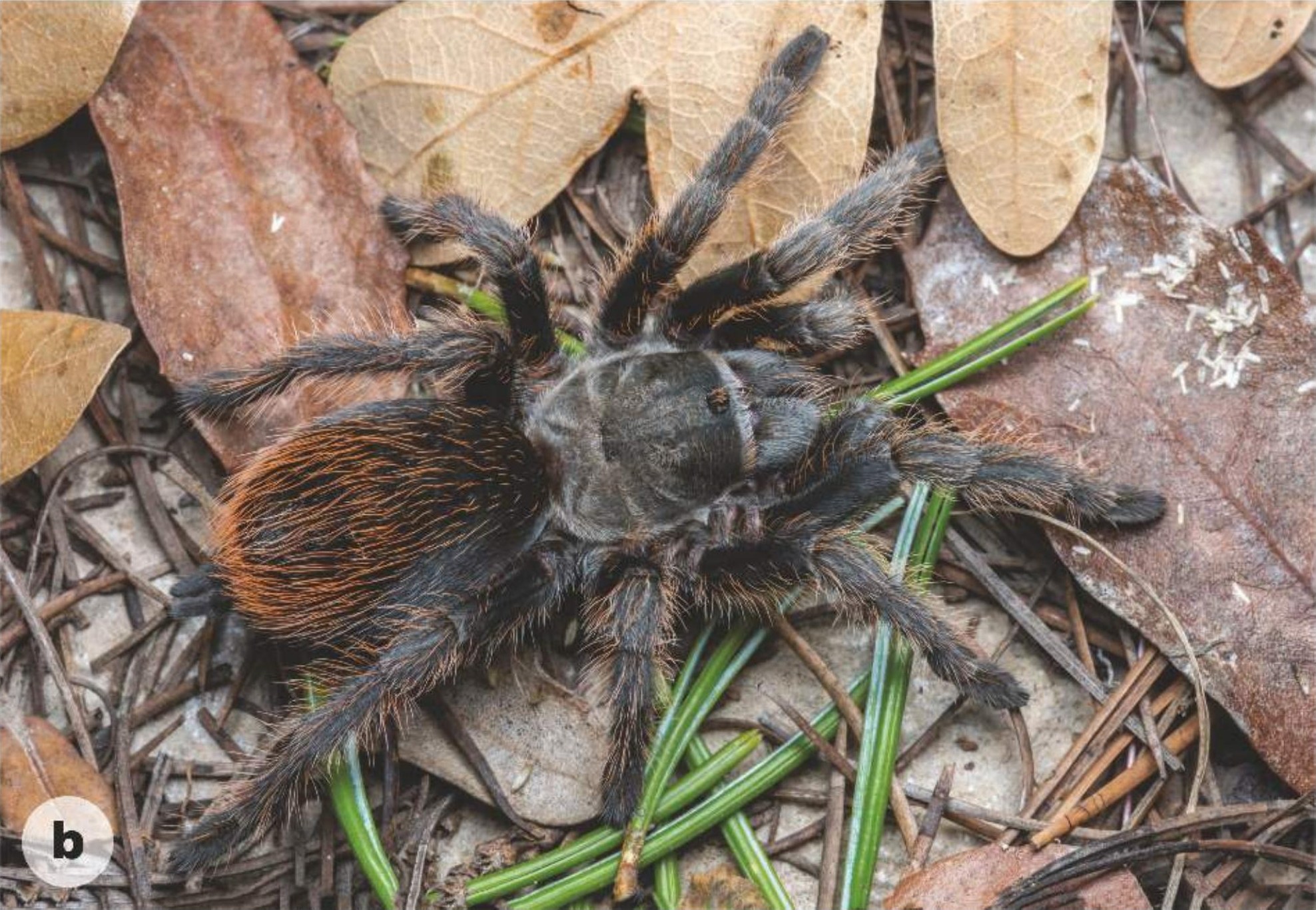 Female