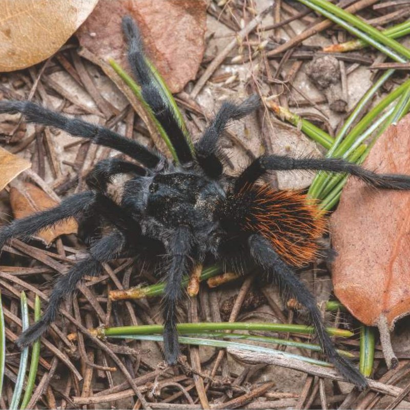 Aphonopelma jacobii