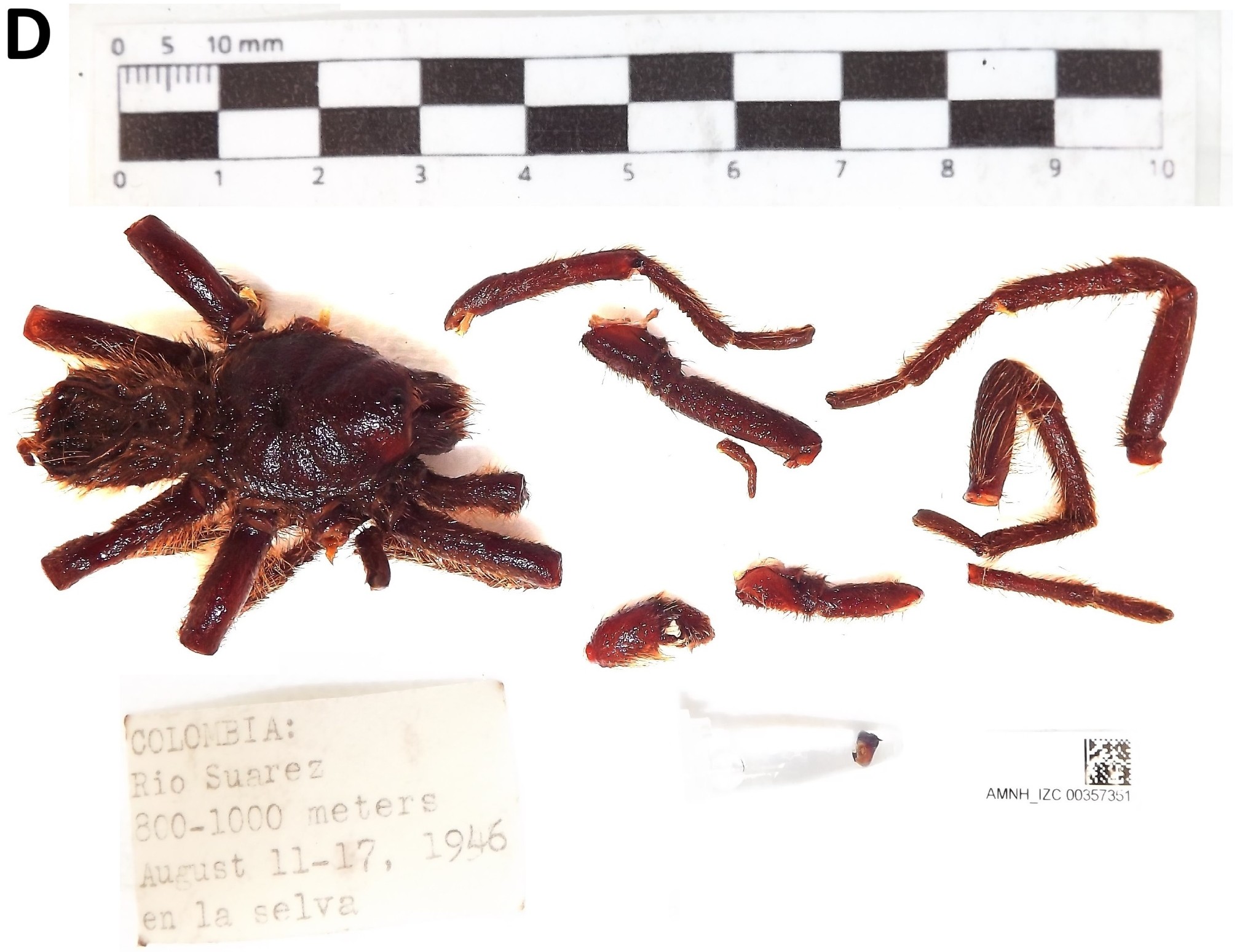 Acanthoscurria armasi