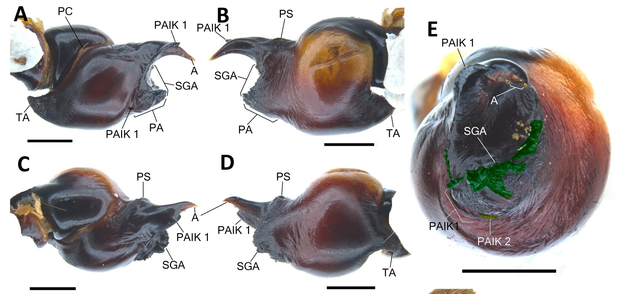 Male palp