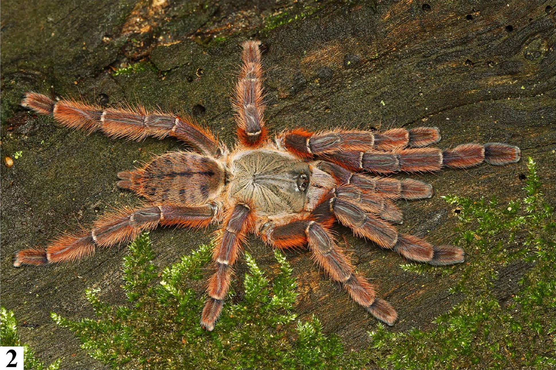 Female