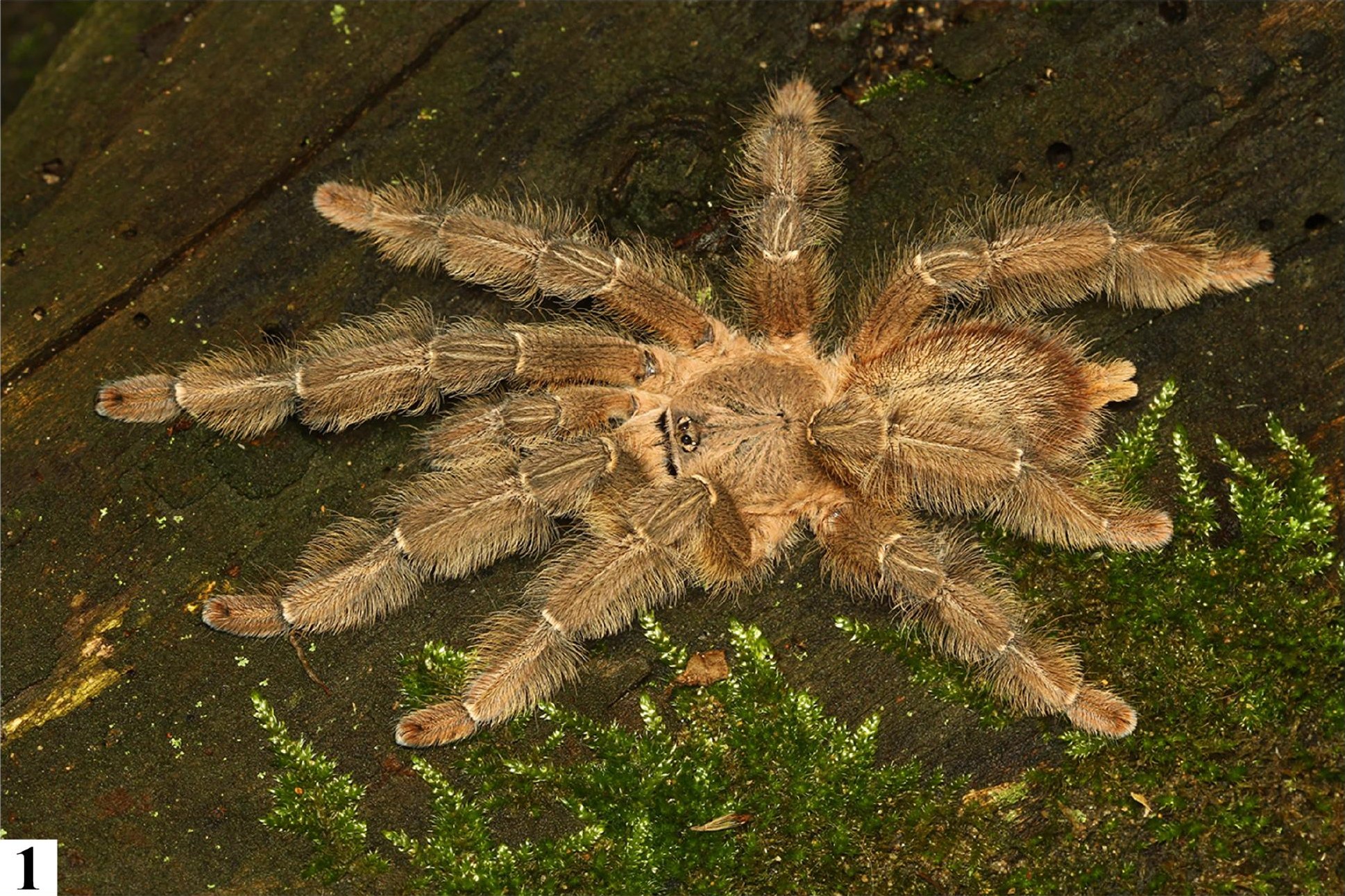 Male