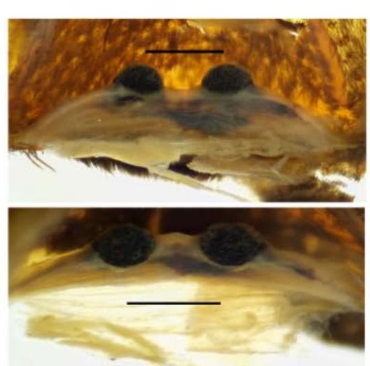 Spermathecae