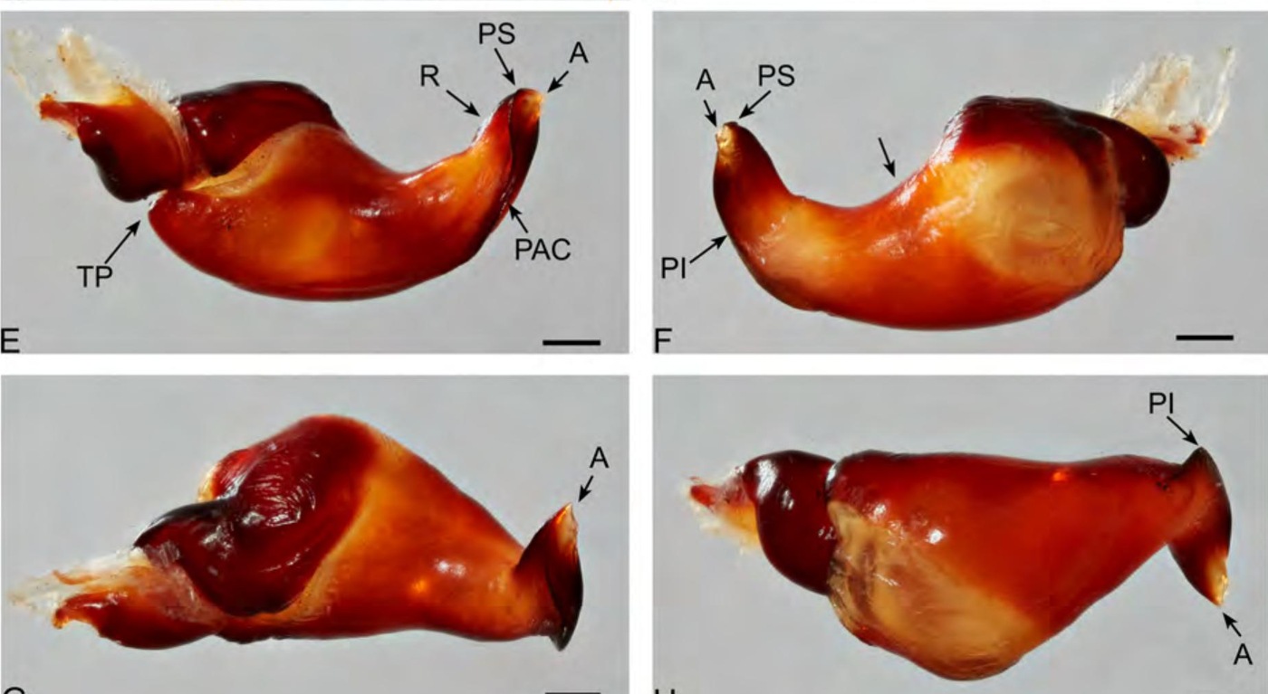 Male palp