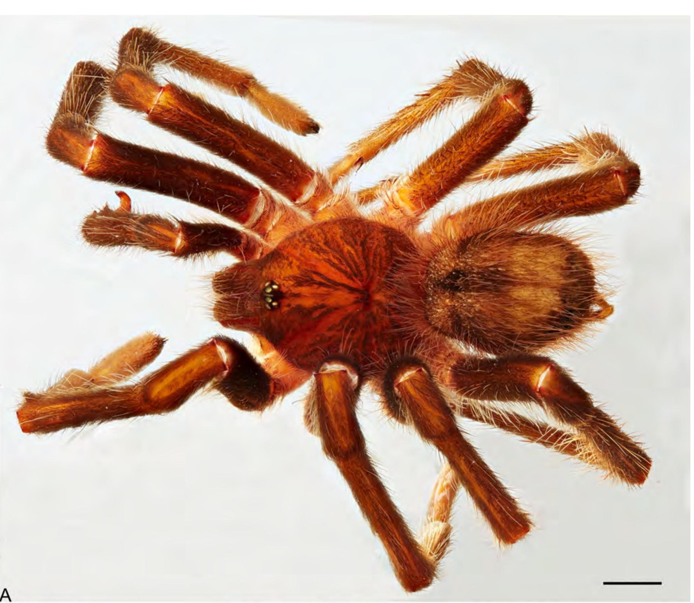 Male