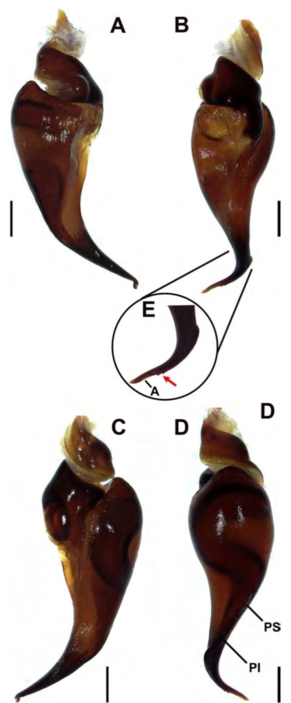 Male palp