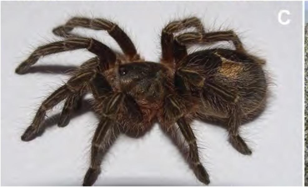 Live specimen