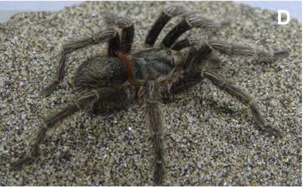 Male