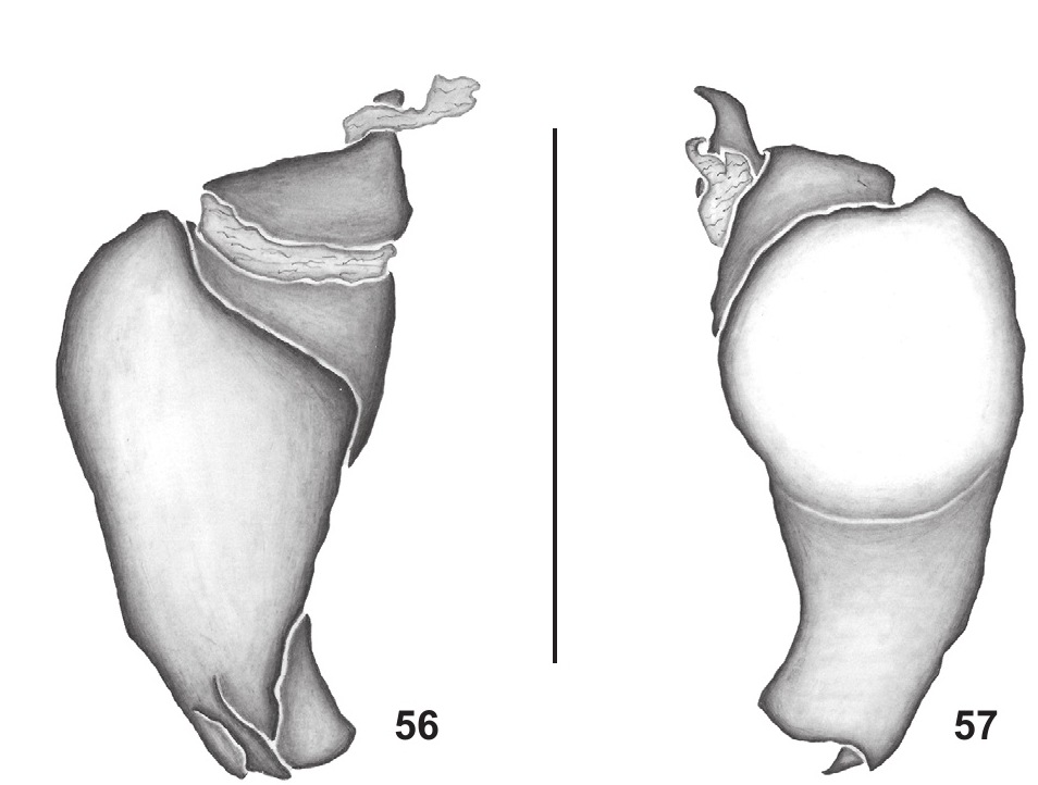 Male palp