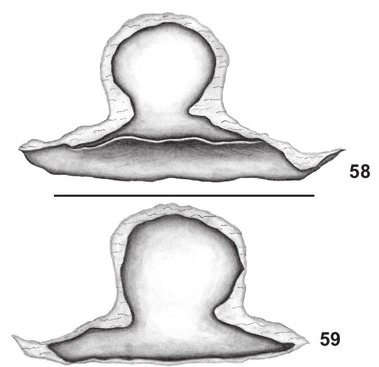 Spermathecae