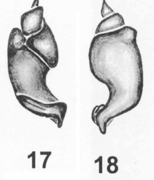 Male palp