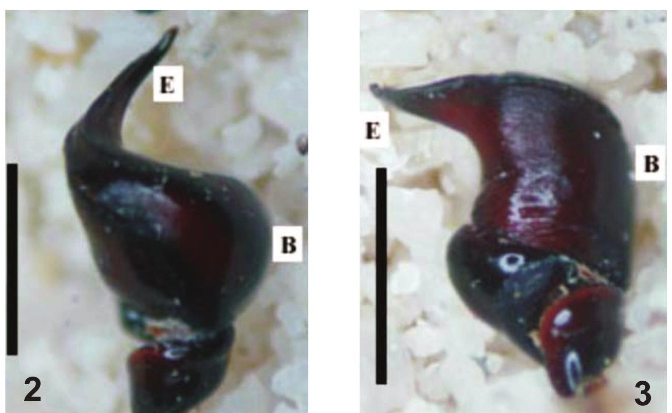 Male palp