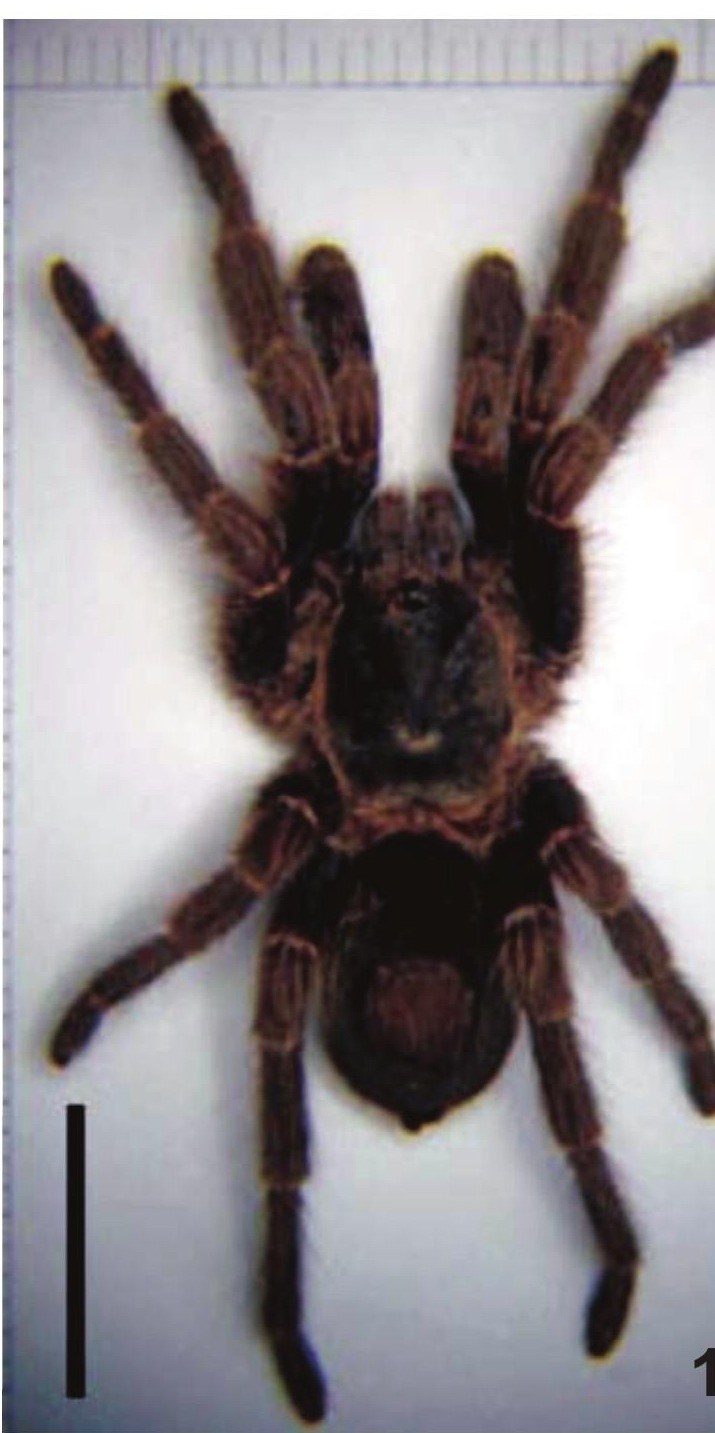 Bonnetina aviae