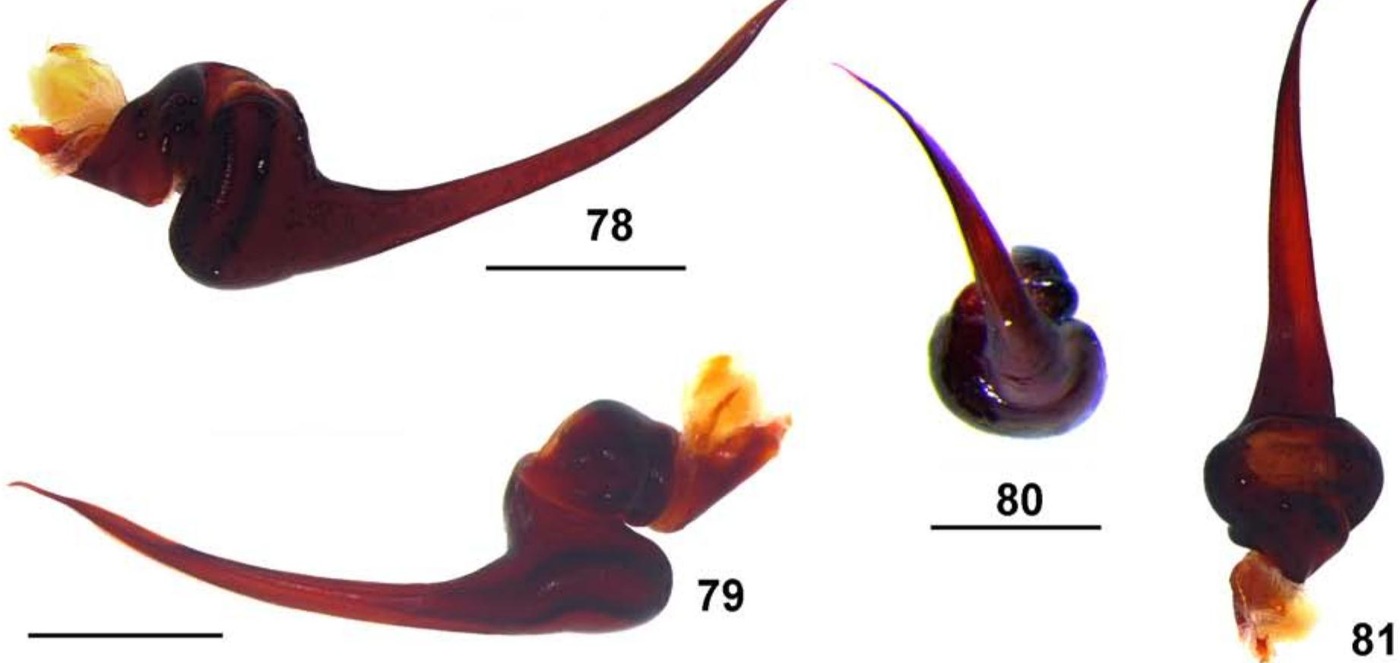 Male palp