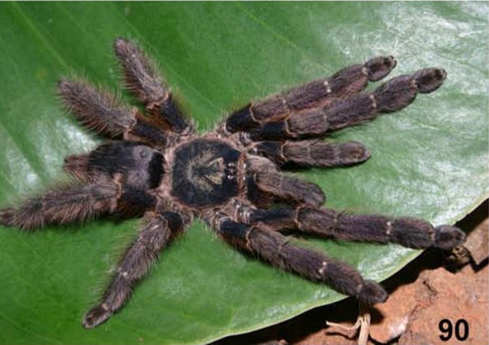 Female