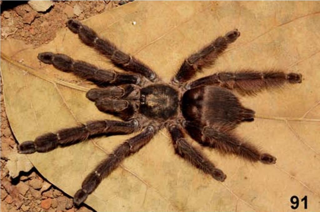 Tapinauchenius brunneus