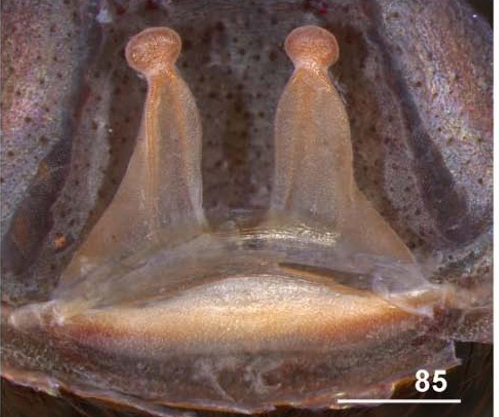 Spermathecae