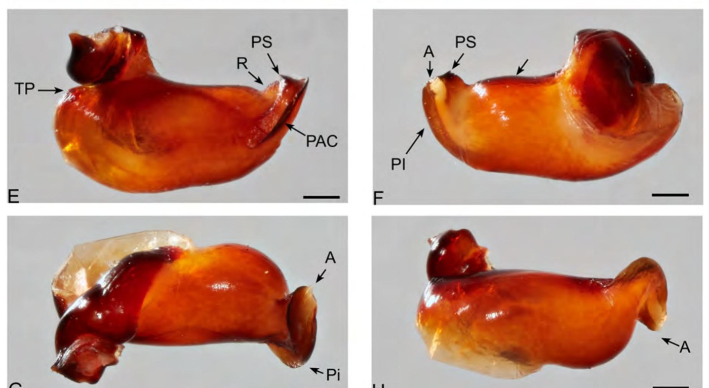 Male palp