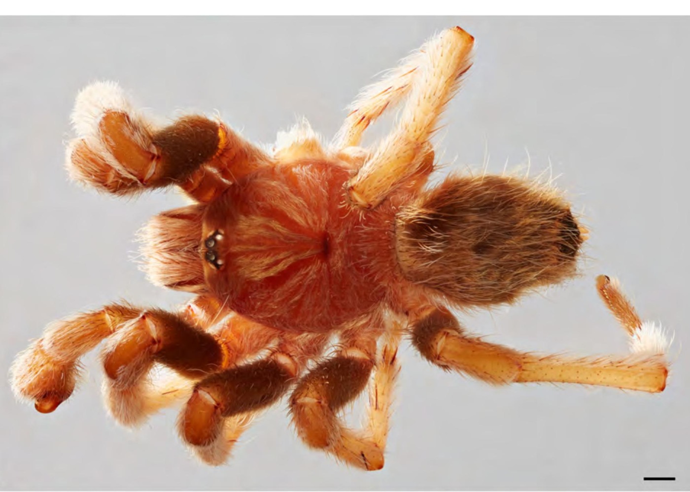 Male