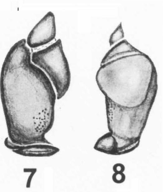 Male palp
