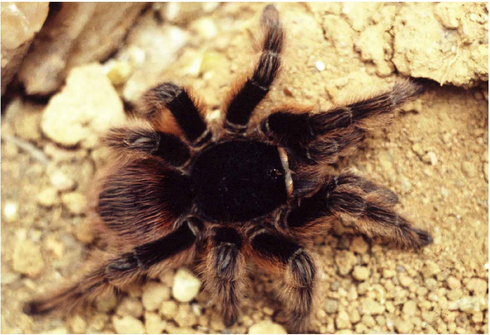 Live specimen