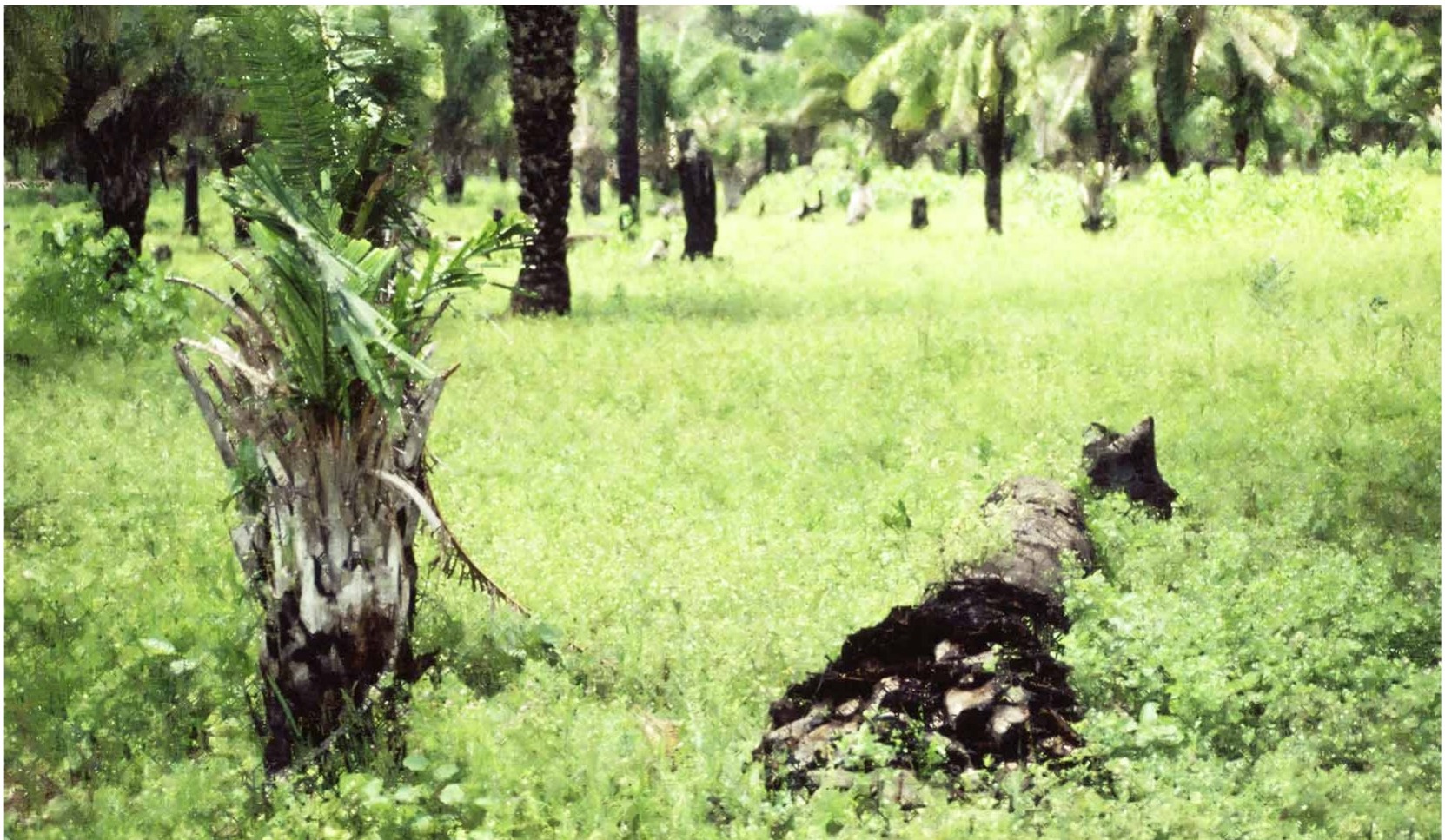 Habitat