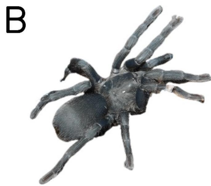 Female