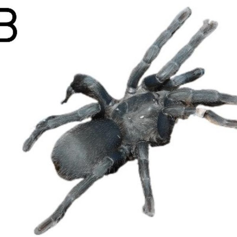Chaetopelma concolor
