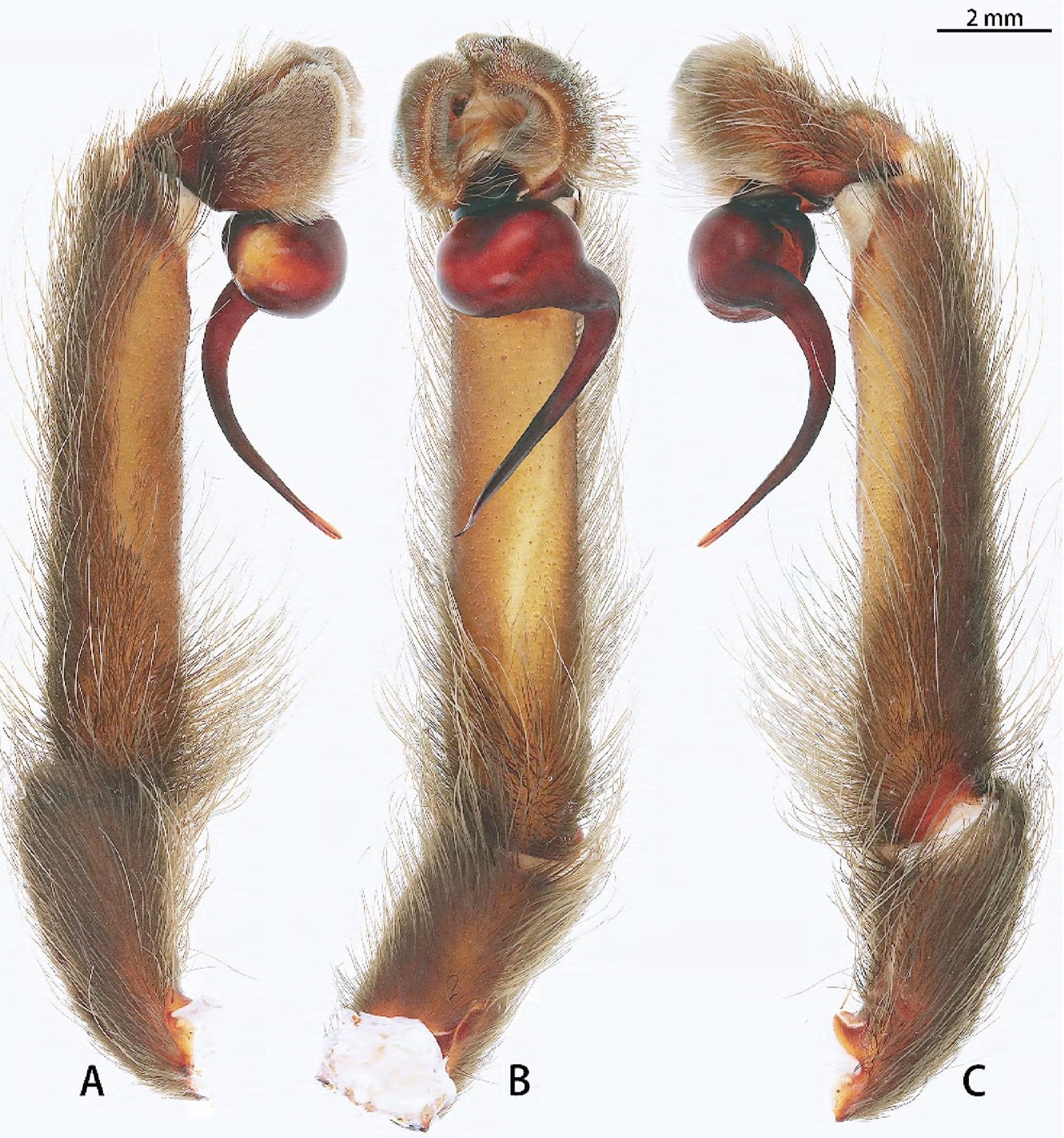 Male palp