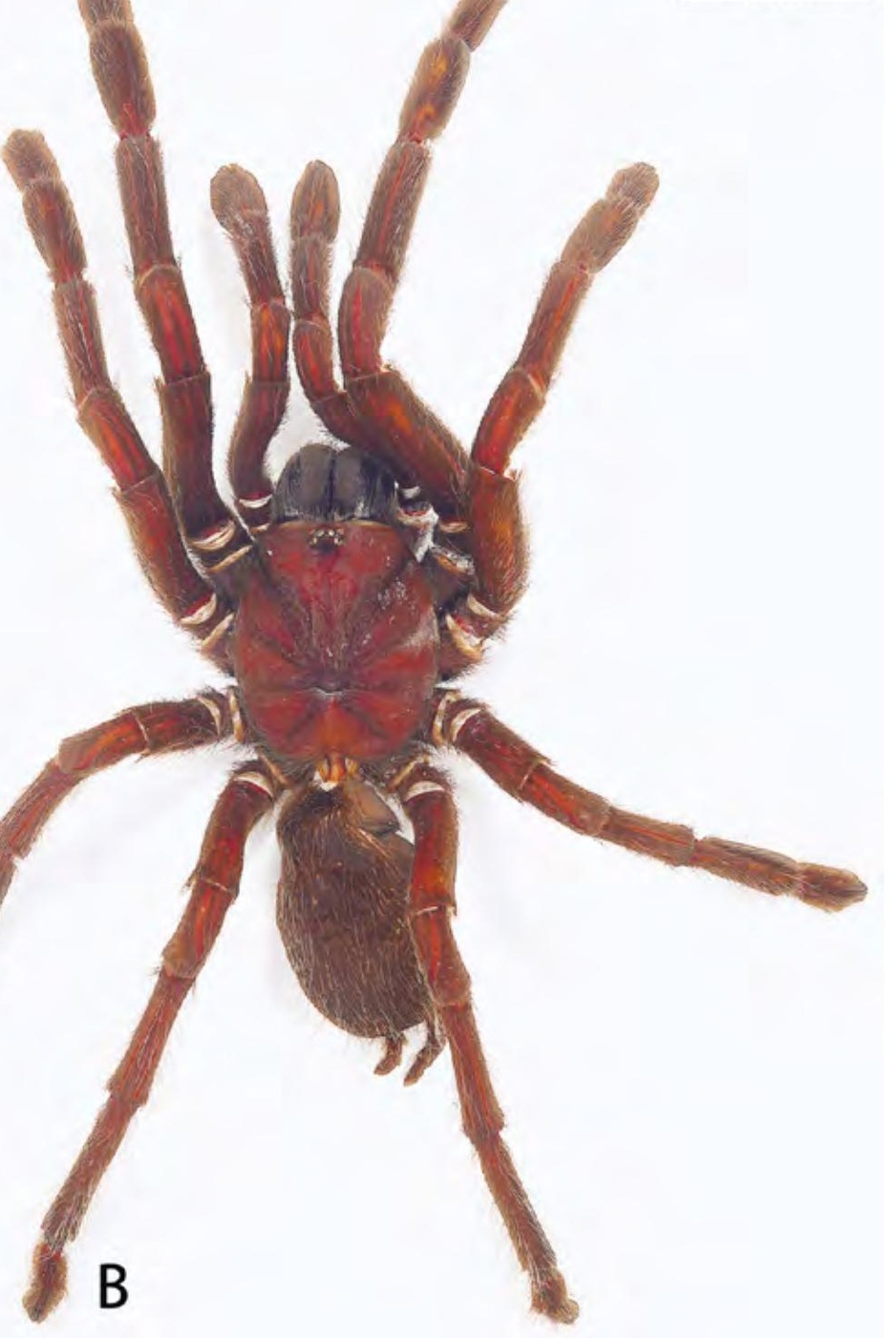 Female