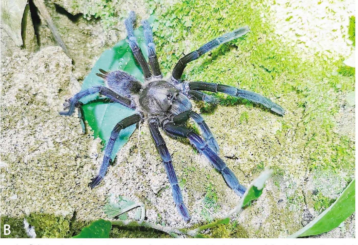 Live specimen