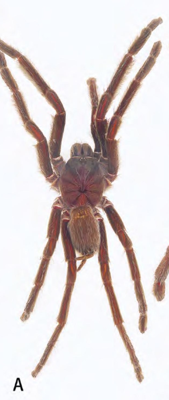 Male