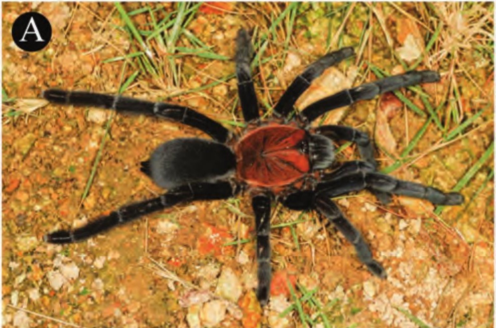 Female