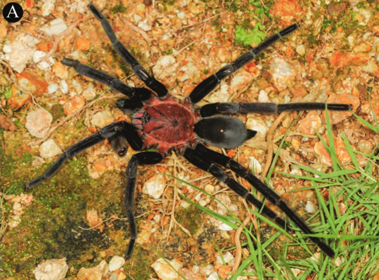 Male