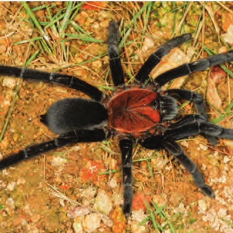 Chilocosmia dichromata