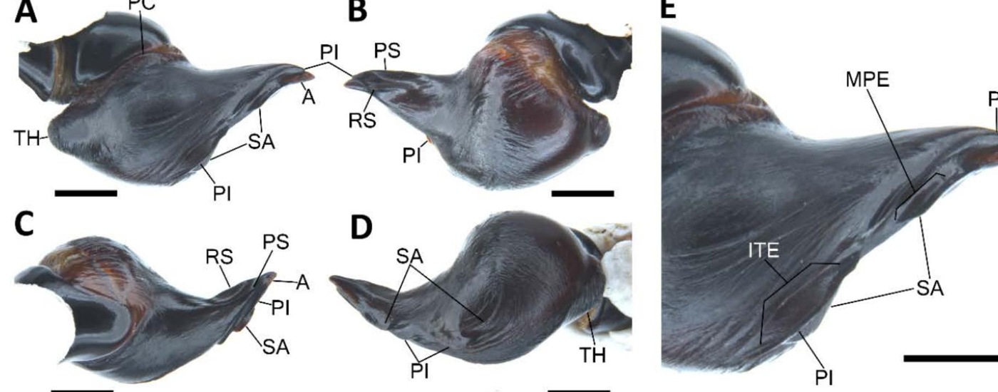 Male palp