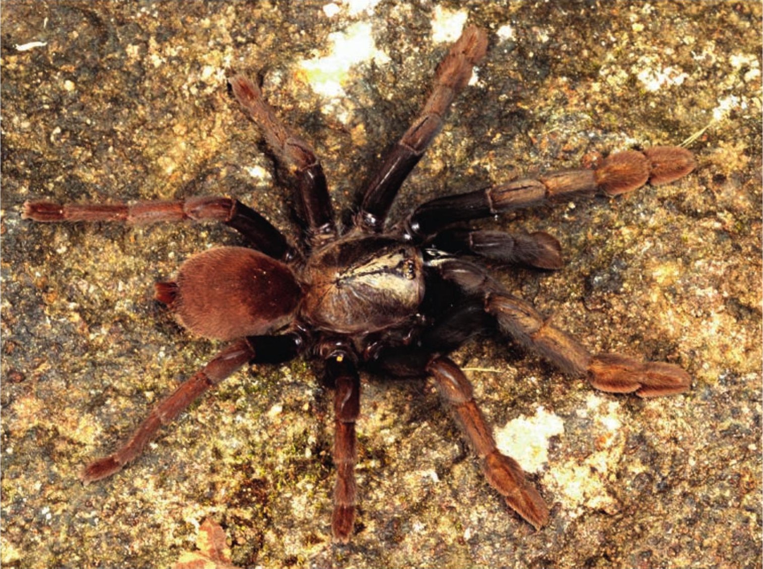 Female
