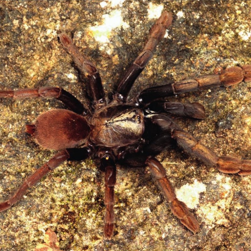 Cilantica agasthyaensis