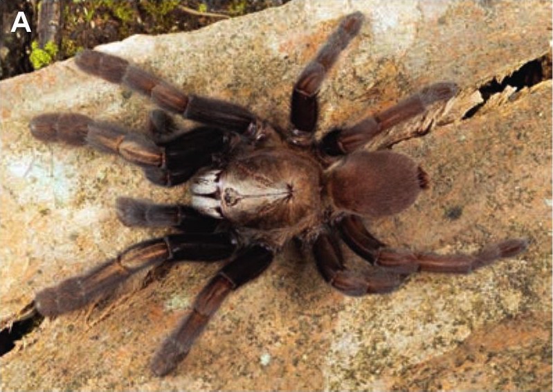 Female