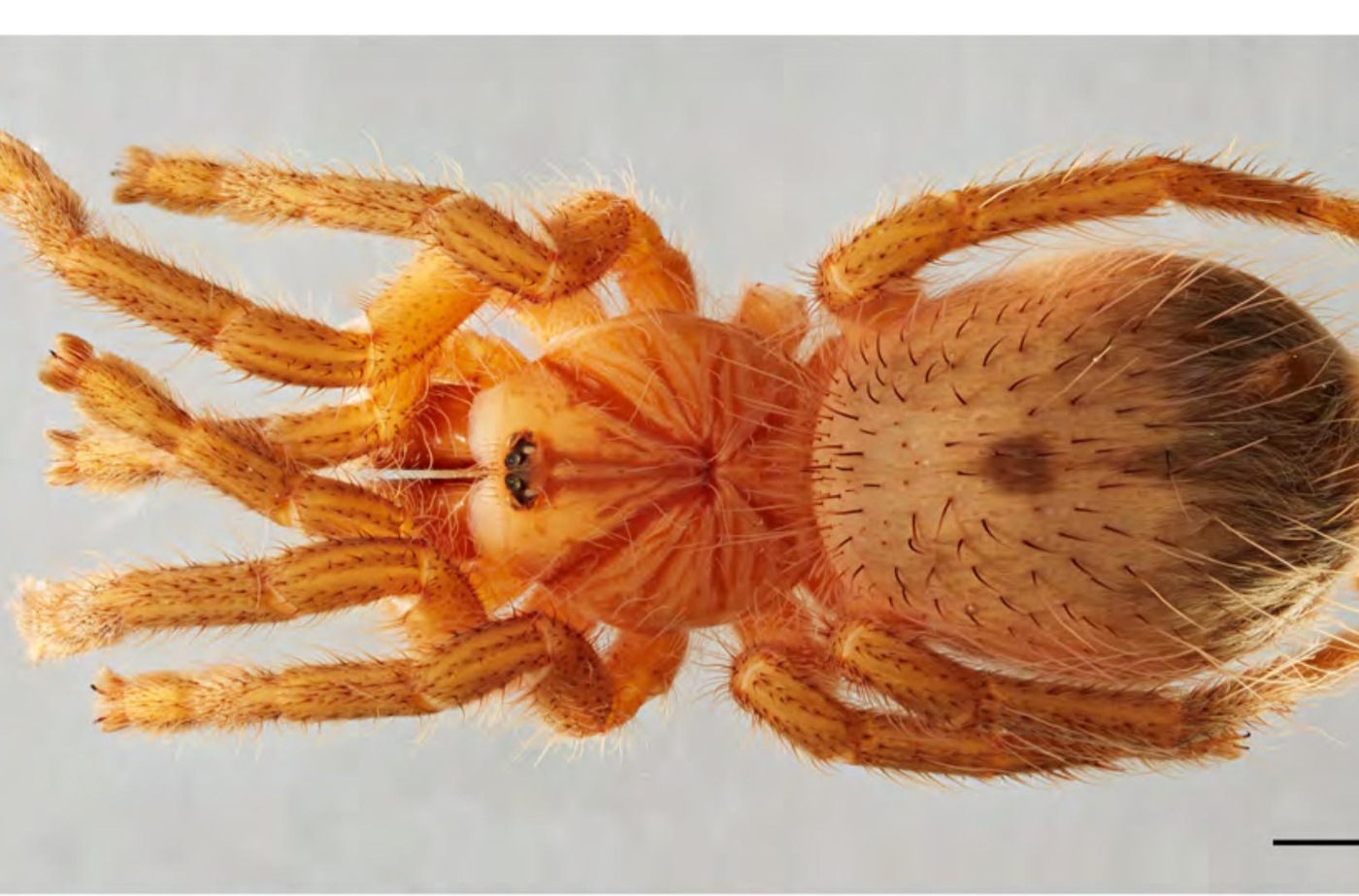 Female