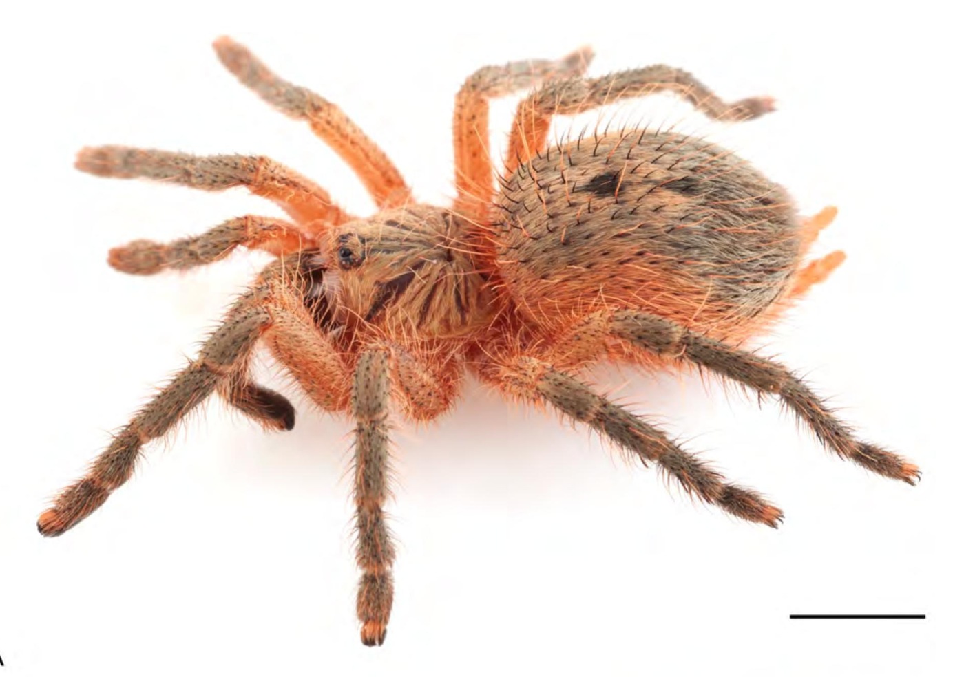 Neischnocolus cisnerosi